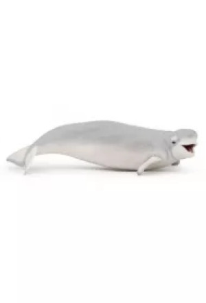 Bieługa