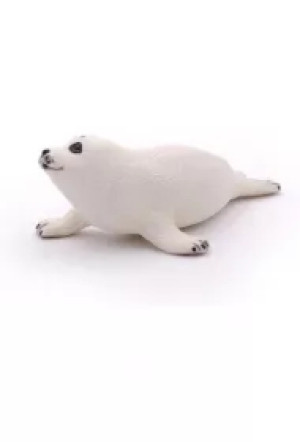 Foka młoda