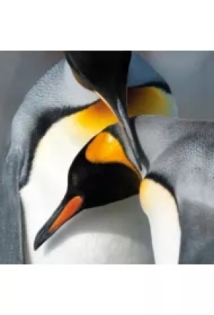 Karnet kwadrat z kopertą King Penguins
