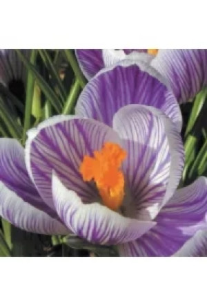 Karnet + koperta Krokus