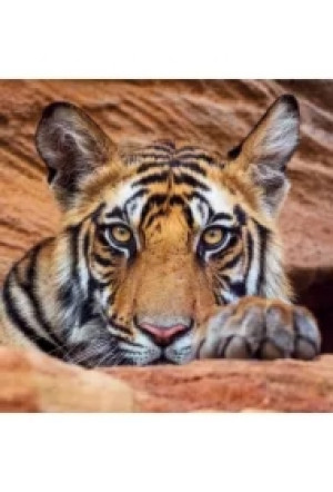Karnet kwadrat z kopertą Tiger cub