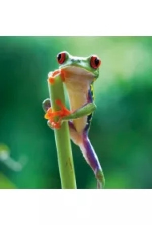 Karnet kwadrat z kopertą Red Eyed Frog