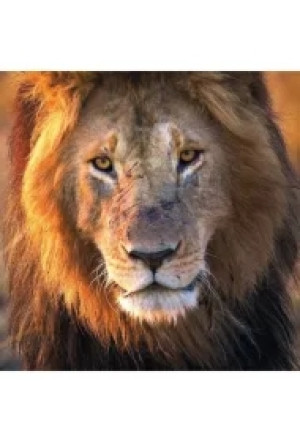 Karnet kwadrat z kopertą Male Lion