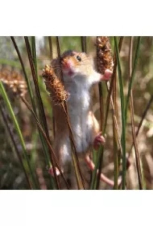 Karnet kwadrat z kopertą Harvest Mouse