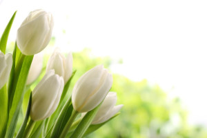 Fototapeta tulipany 2156