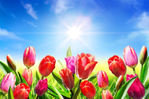Fototapeta tulipany 2153