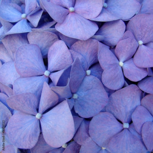 Obraz na płótnie canvas trzyczęściowy "tryptyk" Makro kwiat hortensia