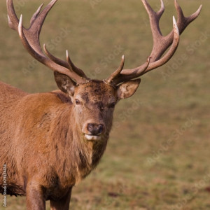 Obraz na płótnie canvas czteroczęściowy "tetraptyk" Samce jelenia (cervus elaphus) w zimie