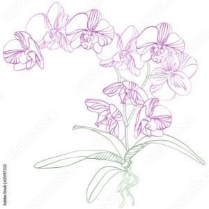 Obraz na płótnie canvas czteroczęściowy "tetraptyk" Tło storczyków phalaenopsis