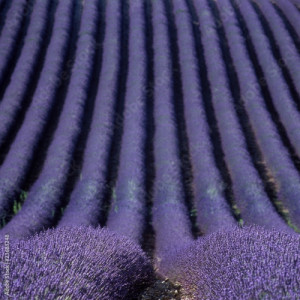 Obraz na płótnie canvas trzyczęściowy "tryptyk" Lawendowe pole, płaskowyż Valensole, Prowansja, Francja