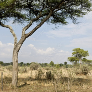 Board z aluminiowym obramowaniem Sceniczny widok z drzewem w serengeti, Tanzania, Africa