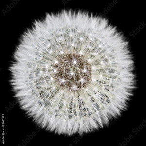 Tapeta ścienna Dandelion na białym tle