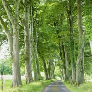 Tapeta ścienna Aleja, hrabstwo fermanagh, północna Irlandia