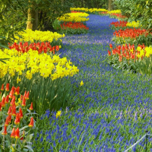 Obraz na płótnie canvas trzyczęściowy "tryptyk" Ogrody Keukenhof, Lisse, Holandia