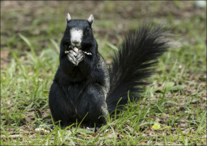 A squirrel at the Lowcountry Trail, Carol Highsmith - plakat Wymiar do wyboru: 100x70 cm