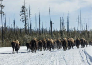American bison, or buffaloes, Carol Highsmith - plakat Wymiar do wyboru: 50x40 cm