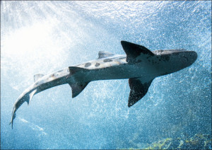 Whale Shark at The Monterey Bay Aquarium, California., Carol Highsmith - plakat Wymiar do wyboru: 84,1x59,4 cm