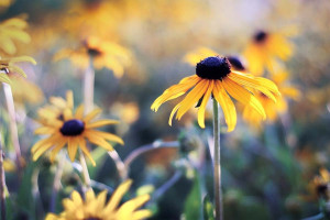 Rudbekia - plakat premium Wymiar do wyboru: 60x40 cm