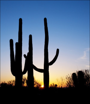Saguaro Cactus near Tucson, Arizona, Carol Highsmith - plakat Wymiar do wyboru: 50x70 cm