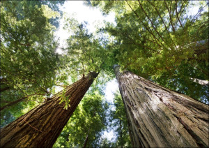 The Redwood National and State Parks, Carol Highsmith - plakat Wymiar do wyboru: 50x40 cm