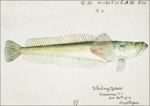 Antique fish crapatulus novaezealandiae sand stargazer, F. E. Clarke - plakat Wymiar do wyboru: 70x50 cm