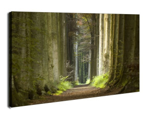 Las, wiosenny poranek - obraz na płótnie Wymiar do wyboru: 80x60 cm