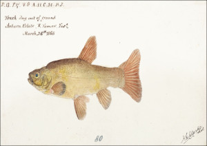 Antique fish tinca tinca cyprindae family, F. E. Clarke - plakat Wymiar do wyboru: 91,5x61 cm