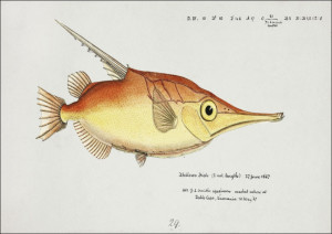 Antique fish macrorhamphosus scolopax snipefish, F. E. Clarke - plakat Wymiar do wyboru: 80x60 cm