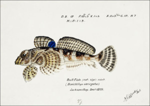Antique Thornfish, F. E. Clarke - plakat Wymiar do wyboru: 30x20 cm
