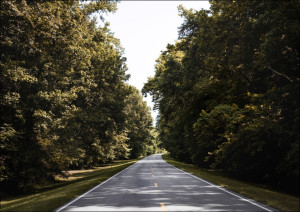 Natchez Trace parkway in Florence, Alabama, Carol Highsmith - plakat Wymiar do wyboru: 42x29,7 cm