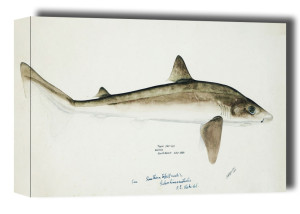 Antique fish Requiem Shark, F. E. Clarke - obraz na płótnie Wymiar do wyboru: 120x90 cm
