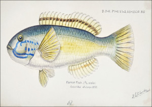 Antique fish Possibly Notolabrus, F. E. Clarke - plakat Wymiar do wyboru: 100x70 cm