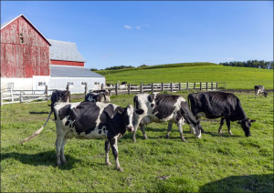 Holstein dairy cows at a farm, Carol Highsmith - plakat Wymiar do wyboru: 84,1x59,4 cm