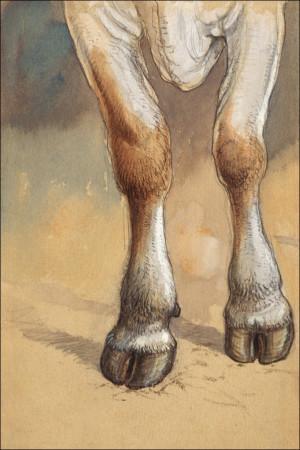 Forelegs of a Standing Cow or Ox, Newport, Samuel Colman - plakat Wymiar do wyboru: 42x59,4 cm