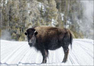 American bison, Carol Highsmith - plakat Wymiar do wyboru: 59,4x42 cm