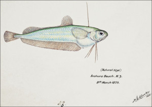 Antique fish Auchenoceros punctatus, F. E. Clarke - plakat Wymiar do wyboru: 30x20 cm