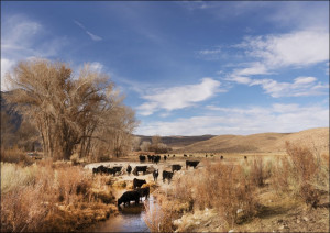 Cattle grazing, Carol Highsmith - plakat Wymiar do wyboru: 91,5x61 cm