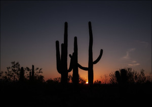 Saguaro cacti at sunset outside Tucson, Arizona, Carol Highsmith - plakat Wymiar do wyboru: 30x20 cm