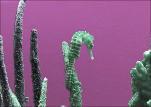 Seahorse at The Monterey Bay Aquarium in Monterey, California., Carol Highsmith - plakat Wymiar do wyboru: 91,5x61 cm