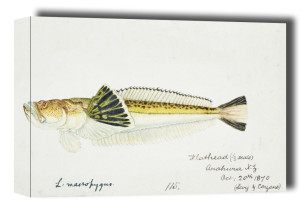 Antique fish leptoscopus macropygus estuarine stargazer, F. E. Clarke - obraz na płótnie Wymiar do wyboru: 30x20 cm