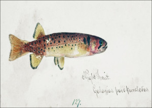 Antique fish Galaxias Maculatus, F. E. Clarke - plakat Wymiar do wyboru: 80x60 cm