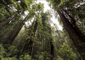 The Redwood National and State Parks along the coast of northern California., Carol Highsmith - plakat Wymiar do wyboru: 84,1x59,4 cm