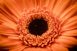 Gerbera - plakat Wymiar do wyboru: 30x20 cm
