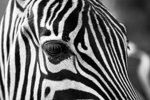 Czarno - białe paski - zebra - plakat Wymiar do wyboru: 60x40 cm