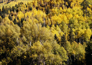 Colorado Aspens., Carol Highsmith - plakat Wymiar do wyboru: 91,5x61 cm
