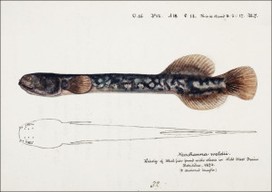 Antique fish Neochanna apoda, F. E. Clarke - plakat Wymiar do wyboru: 50x40 cm