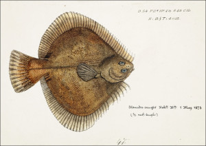 Antique fish Rhombosolea plebeia, F. E. Clarke - plakat Wymiar do wyboru: 70x50 cm