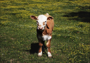 Young calf standing in a field in rural Alabama, Carol Highsmith - plakat Wymiar do wyboru: 84,1x59,4 cm