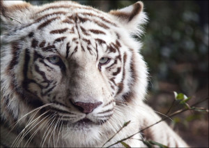 White Bengal tiger at the Montgomery Zoo, it was established in 1920 as part of Oak Park., Carol Highsmith - plakat Wymiar do wyboru: 29,7x21 cm