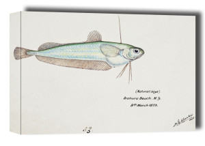 Antique fish Auchenoceros punctatus, F. E. Clarke - obraz na płótnie Wymiar do wyboru: 70x50 cm